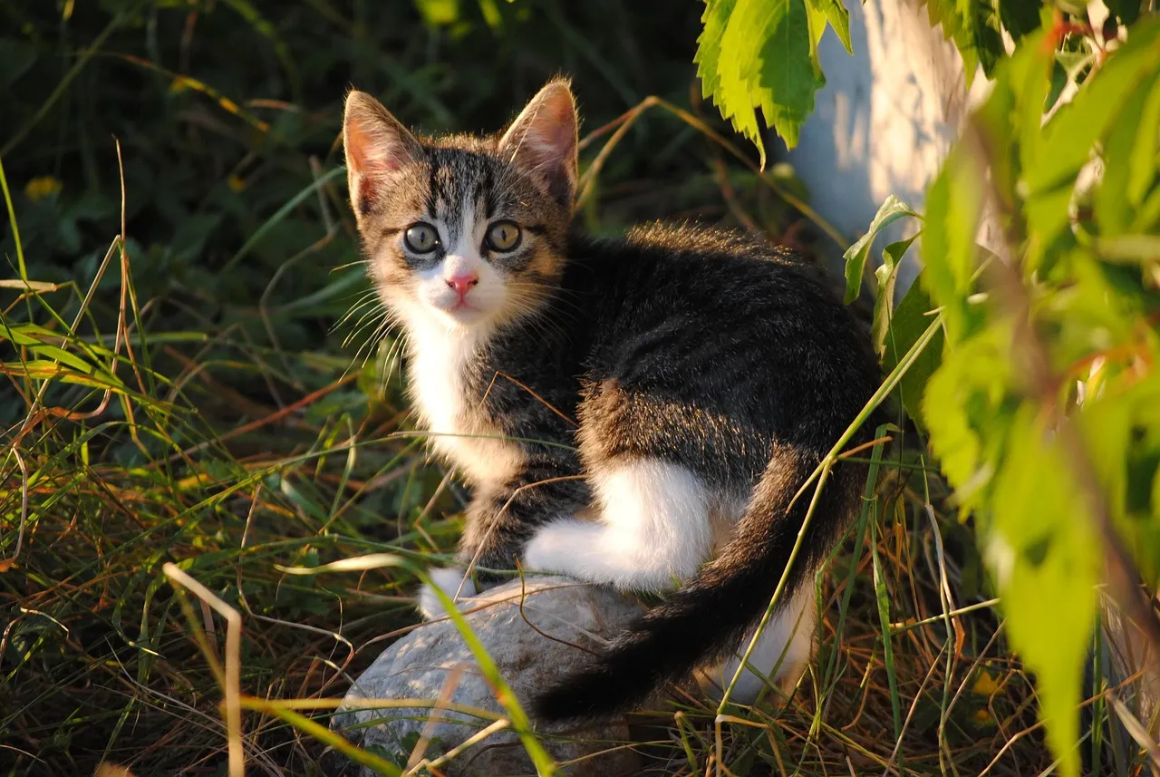 Virgo: The Observant Analyst of Every Whisker Twitch (Image Credits: Pixabay)