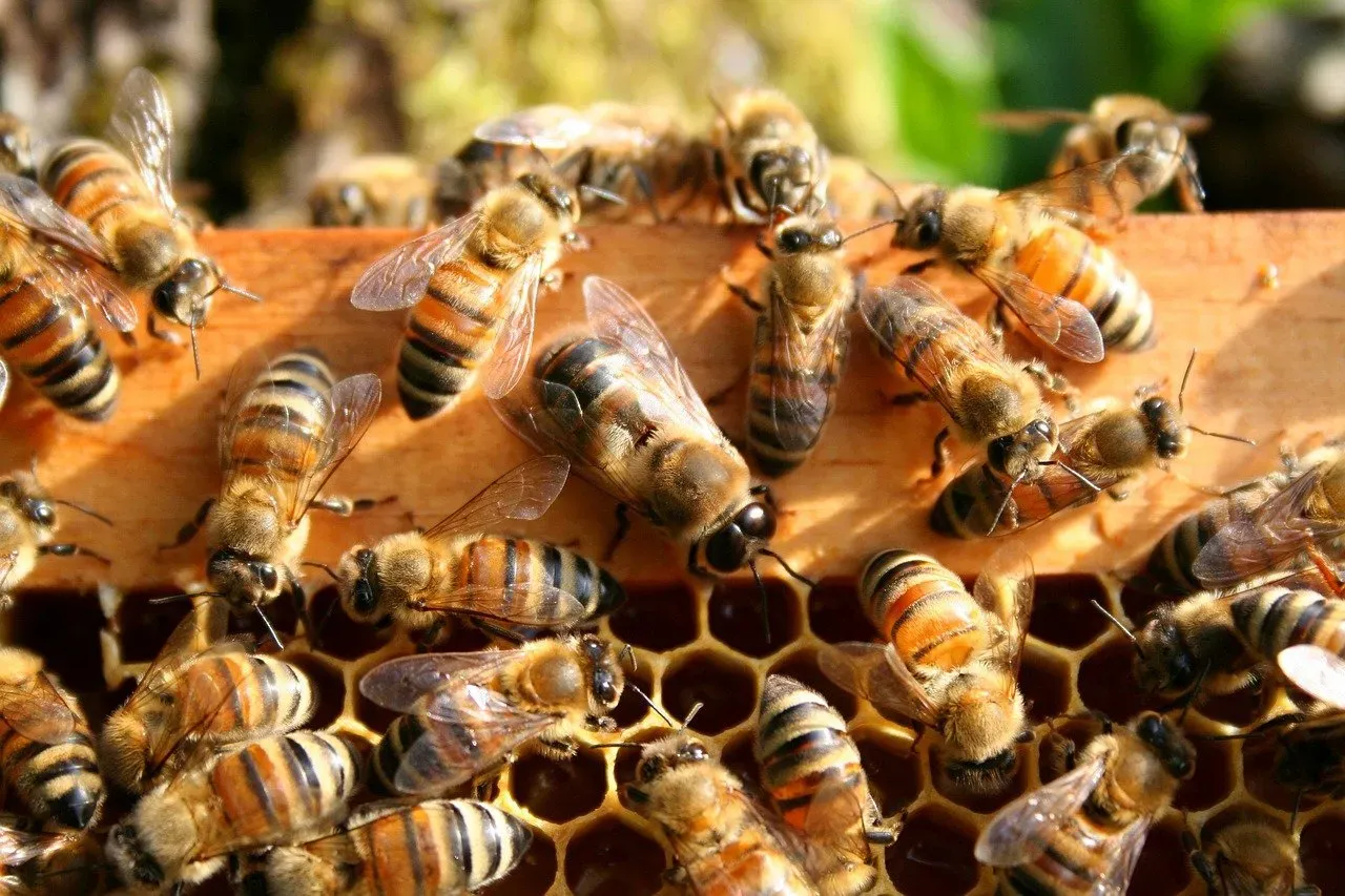 10. The Honeybee Drone: The Ultimate Sacrifice (Image Credits: Pixabay)
