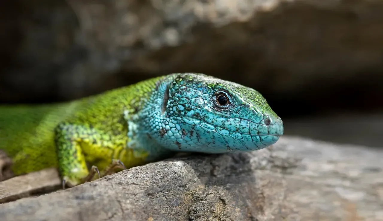 12. The Hickory Nut Gorge Green Salamander: The Most Local of All Battles (Image Credits: Pixabay)