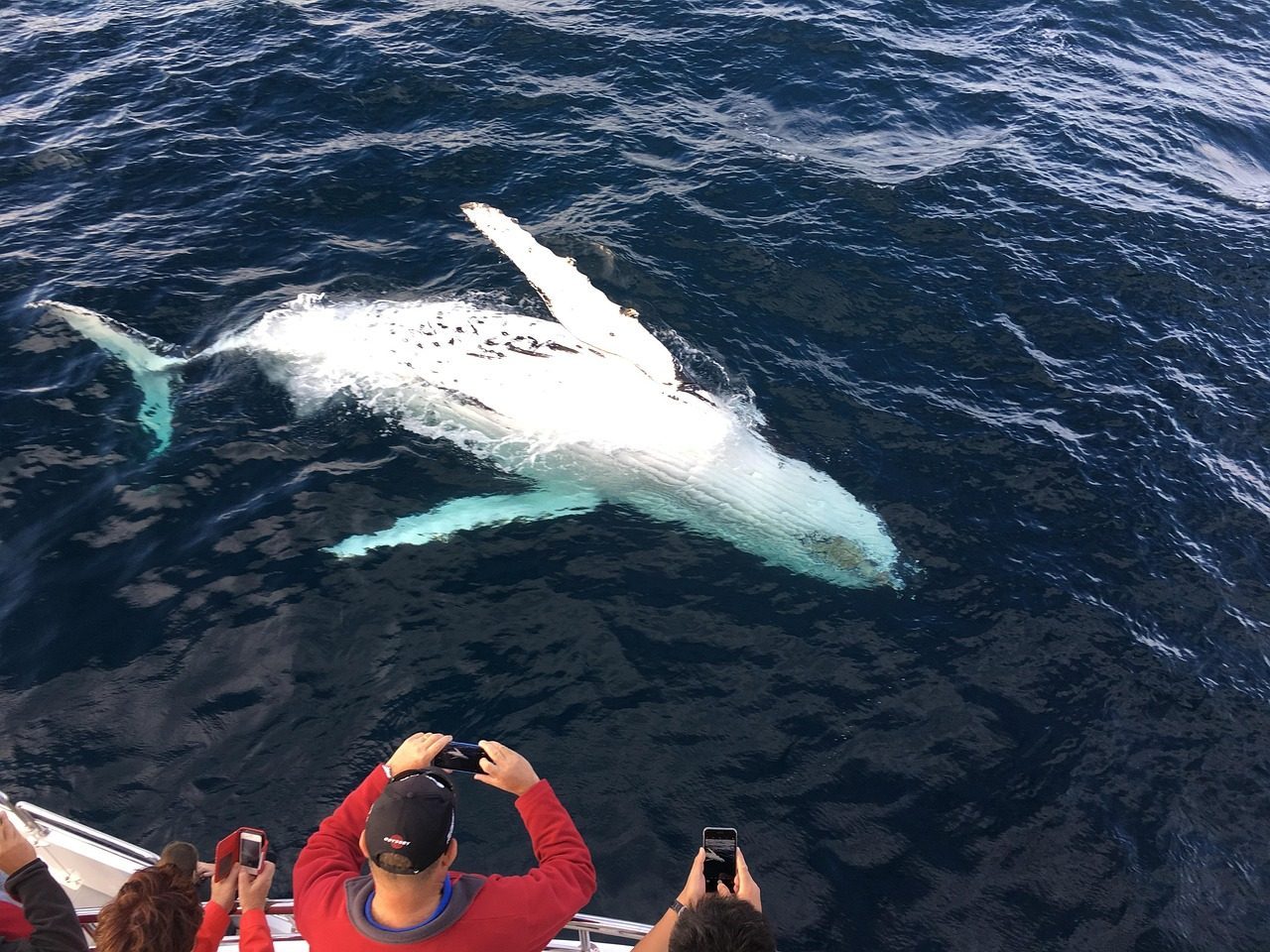 Provincetown, Massachusetts – Where Whales Come to Feed (Image Credits: Pixabay)