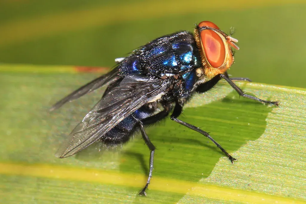 What Exactly Is the New World Screwworm Fly? (Judy Gallagher, Flickr, CC BY 2.0)