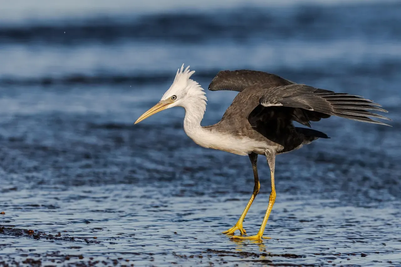 The Heron Feather: Self-Reliance, Patience, and Graceful Progress (Image Credits: Pixabay)