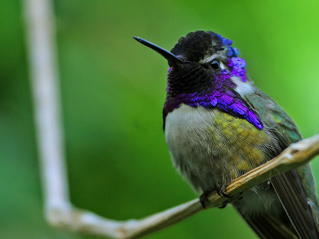 #6 - They "Soft-Chirp" Around You Instead of Alarm-Calling (By San Diego Zoo, Public domain)