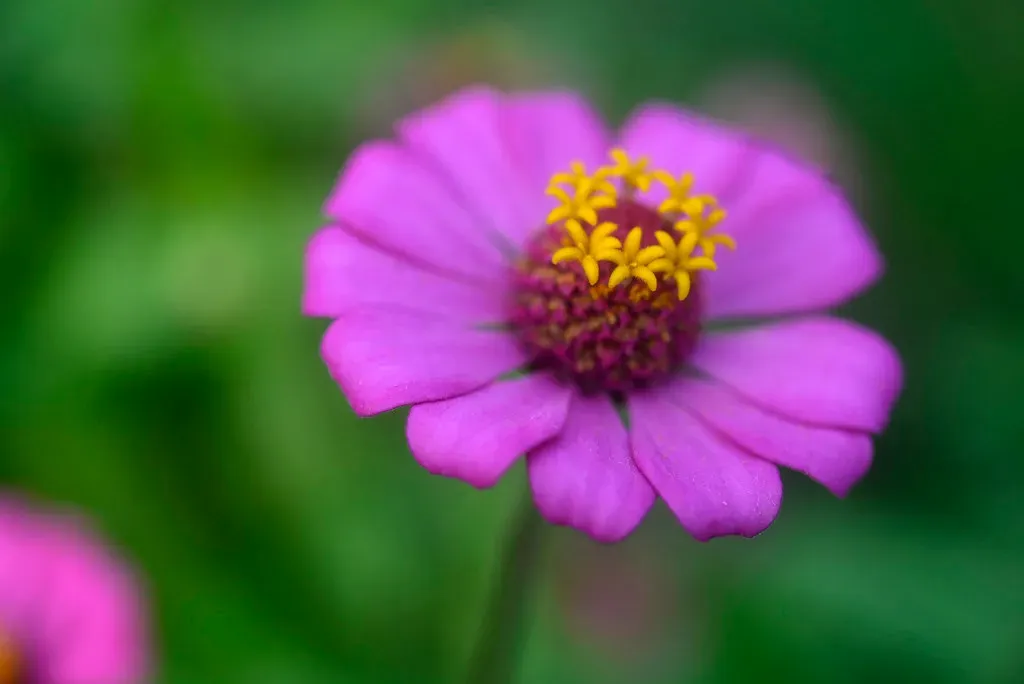 1. Zinnia: The Undisputed Champion of Summer Color (Image Credits: Flickr)