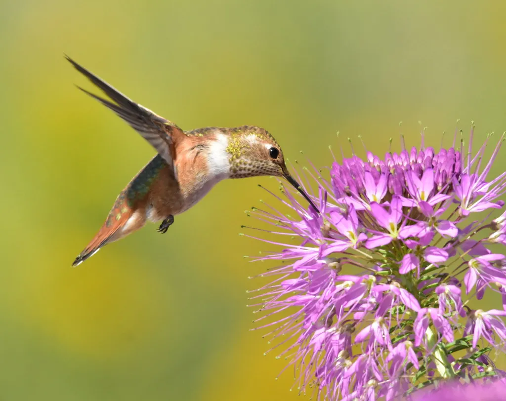 #11 - They Start Mapping Invisible Nectar Routes You Never See (USFWS Mountain Prairie, Flickr, CC BY 2.0)