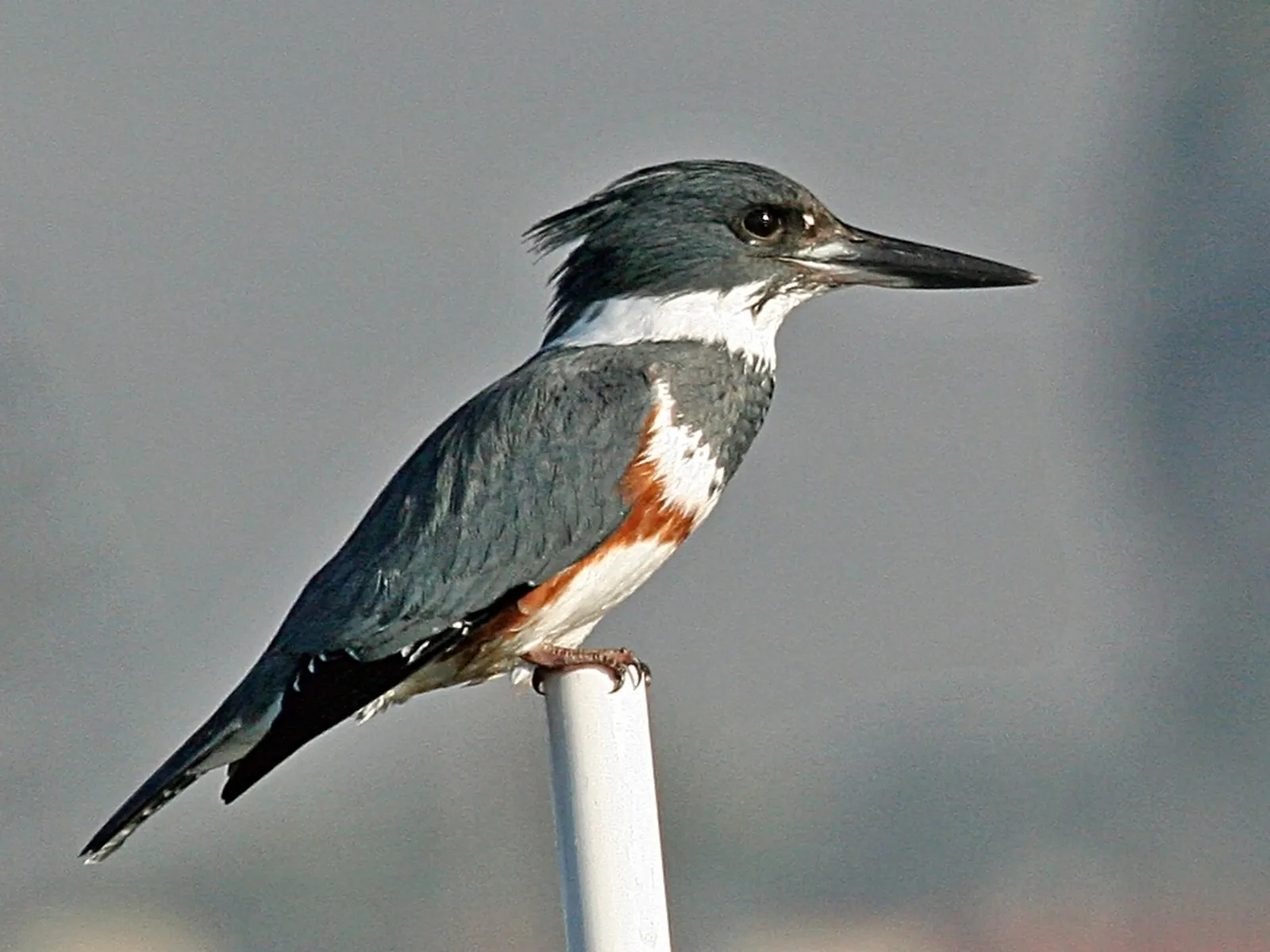 5. The Rattling Call That Announces Their Territory (flickr, CC BY 2.0)