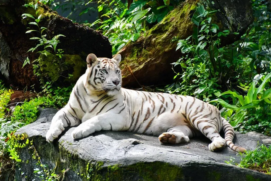 Myth 10: All Tigers Belong to One Uniform Species (Image Credits: Pexels)