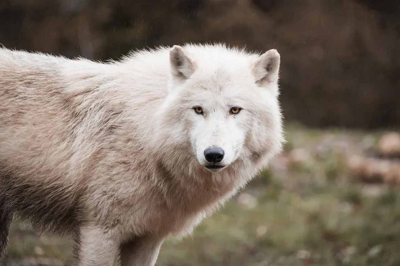 The Surprising Importance of the Omega Wolf (Image Credits: Pixabay)