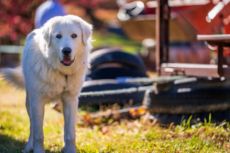 #4 - Great Pyrenees: The Wool Mattress That Walks (Image Credits: Pexels)