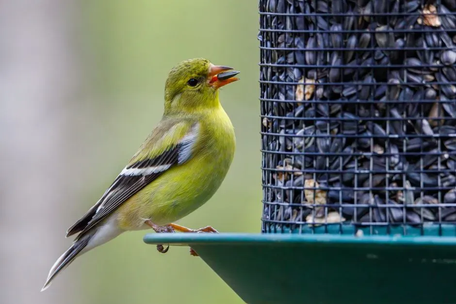 #13 - Add Black Oil Sunflower to a Second Feeder Nearby (Image Credits: Pexels)
