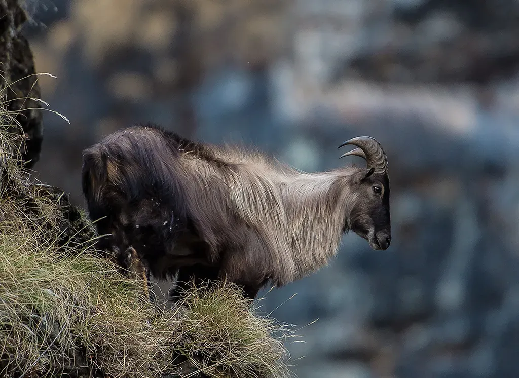 Virgo: The Himalayan Tahr (Image Credits: Wikimedia)