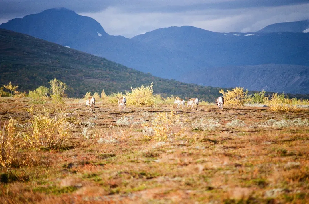 How It All Started: Deforestation and Disrupted Ground (Image Credits: Unsplash)