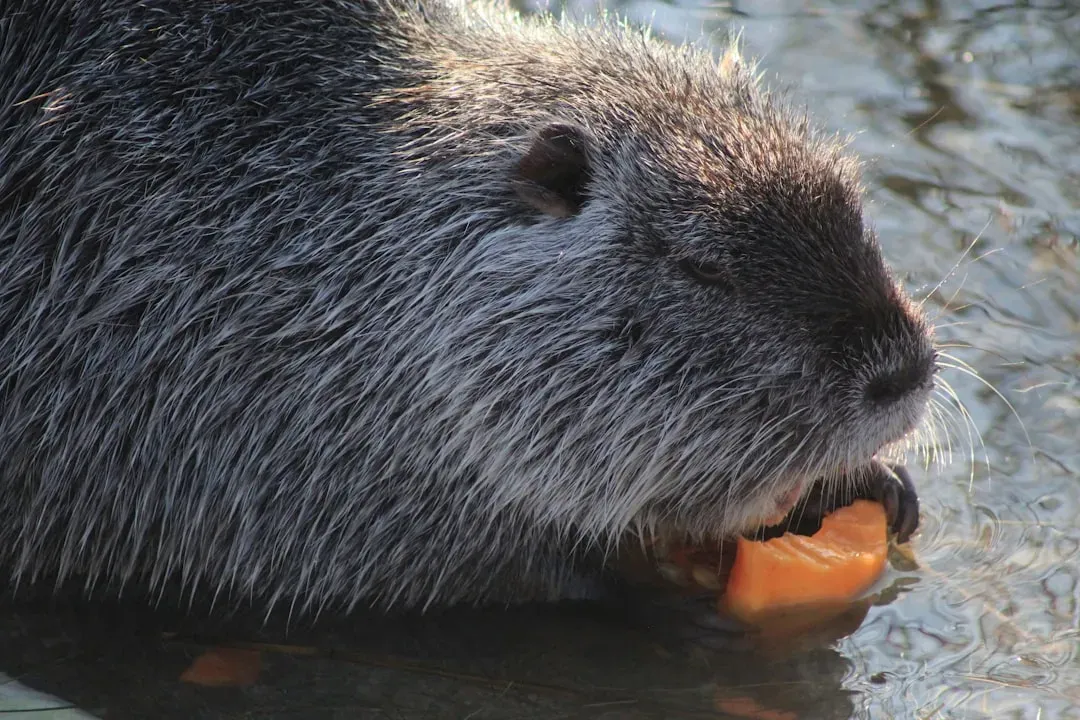 4. The Louisiana Wetlands: Nutria Rats Are Literally Eating the Coast (Image Credits: Unsplash)
