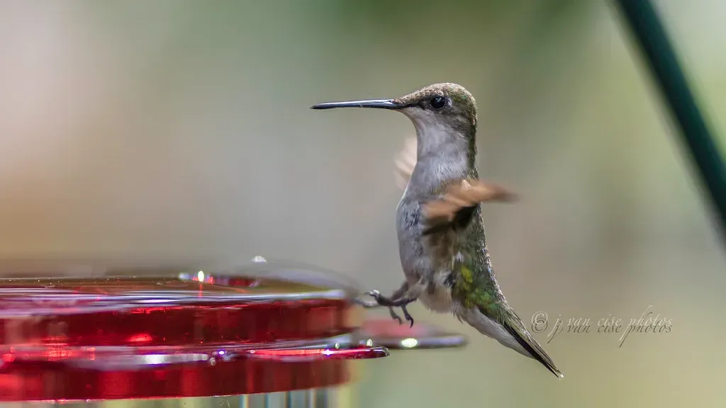 Reduced Vocalization (j van cise photos, Flickr, CC BY 2.0)