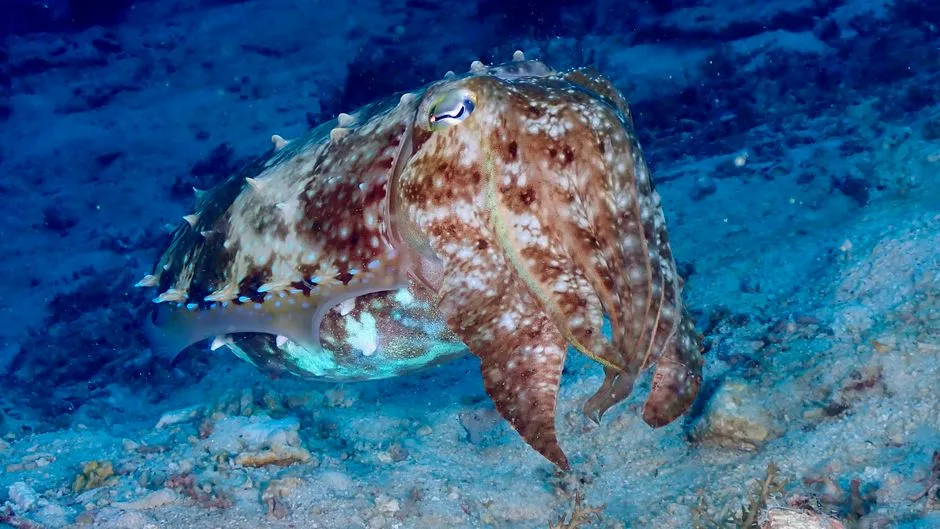 How Scientists Actually Test a Cuttlefish&rsquo;s Memory (Image Credits: Pexels)