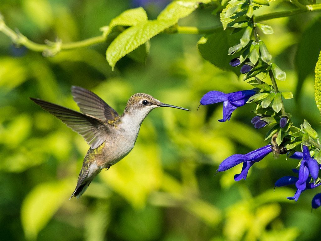 Choose the Right Plants for Hummingbirds and Nectar Feeders (Image Credits: Flickr)