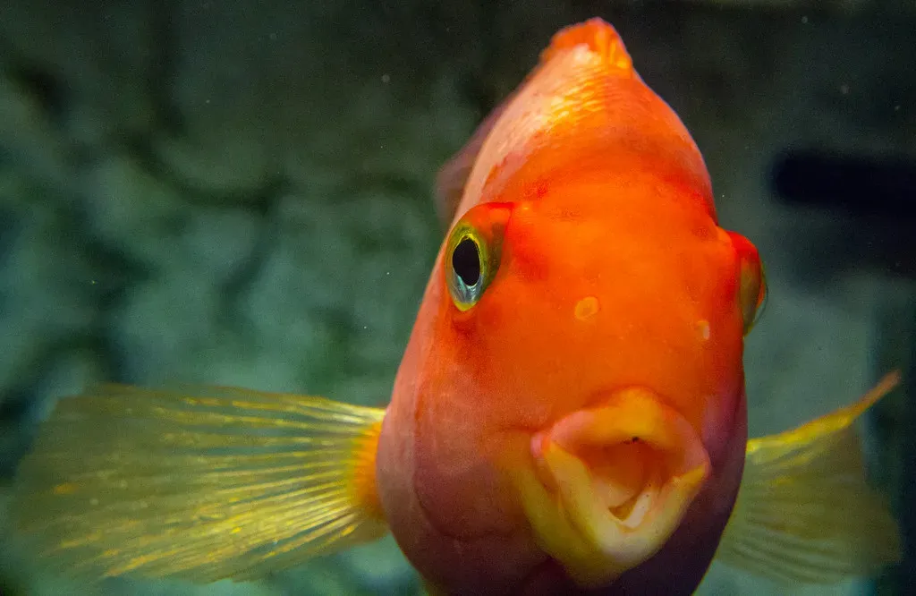 2. They Can See Colors Humans Can't (Image Credits: Flickr)