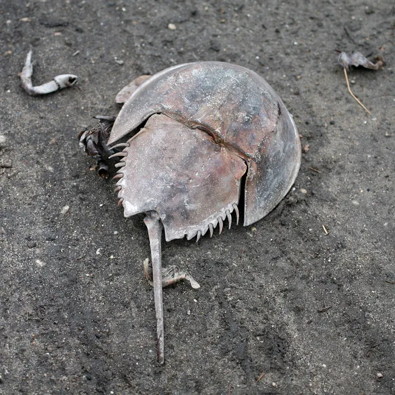 Delaware Bay Hosts the World's Largest Spawning Population (Image Credits: Flickr)