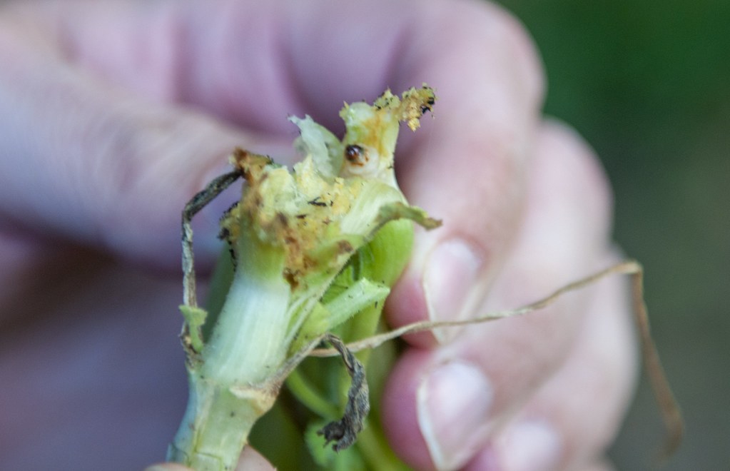 Squash Vine Borers: The Hidden Internal Destroyers (Image Credits: Flickr)