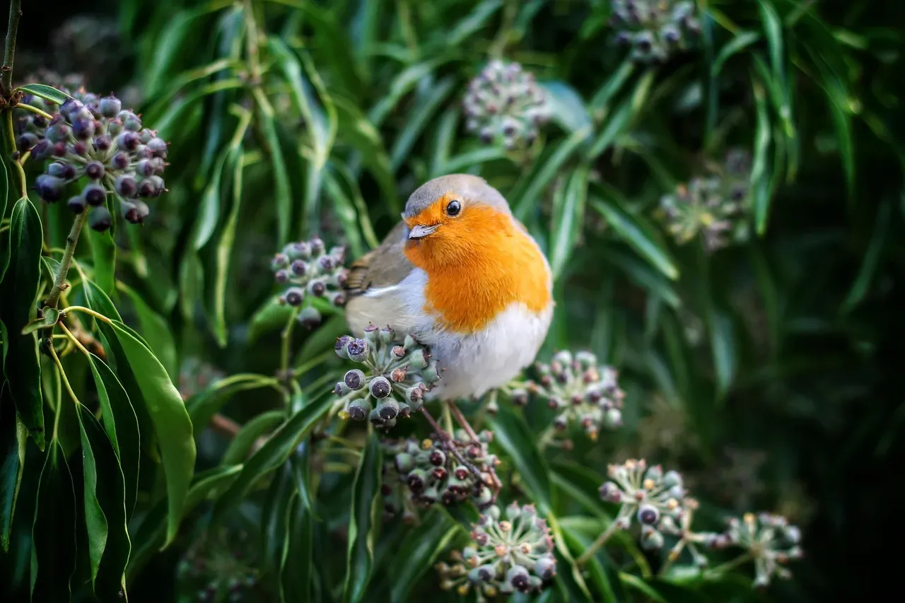 3. The European Robin: A Transatlantic Wanderer (Image Credits: Pixabay)