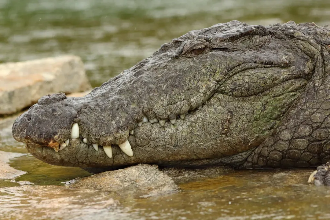 8. The Crocodile: A Living Relic of the Archosaur Age (Image Credits: Unsplash)