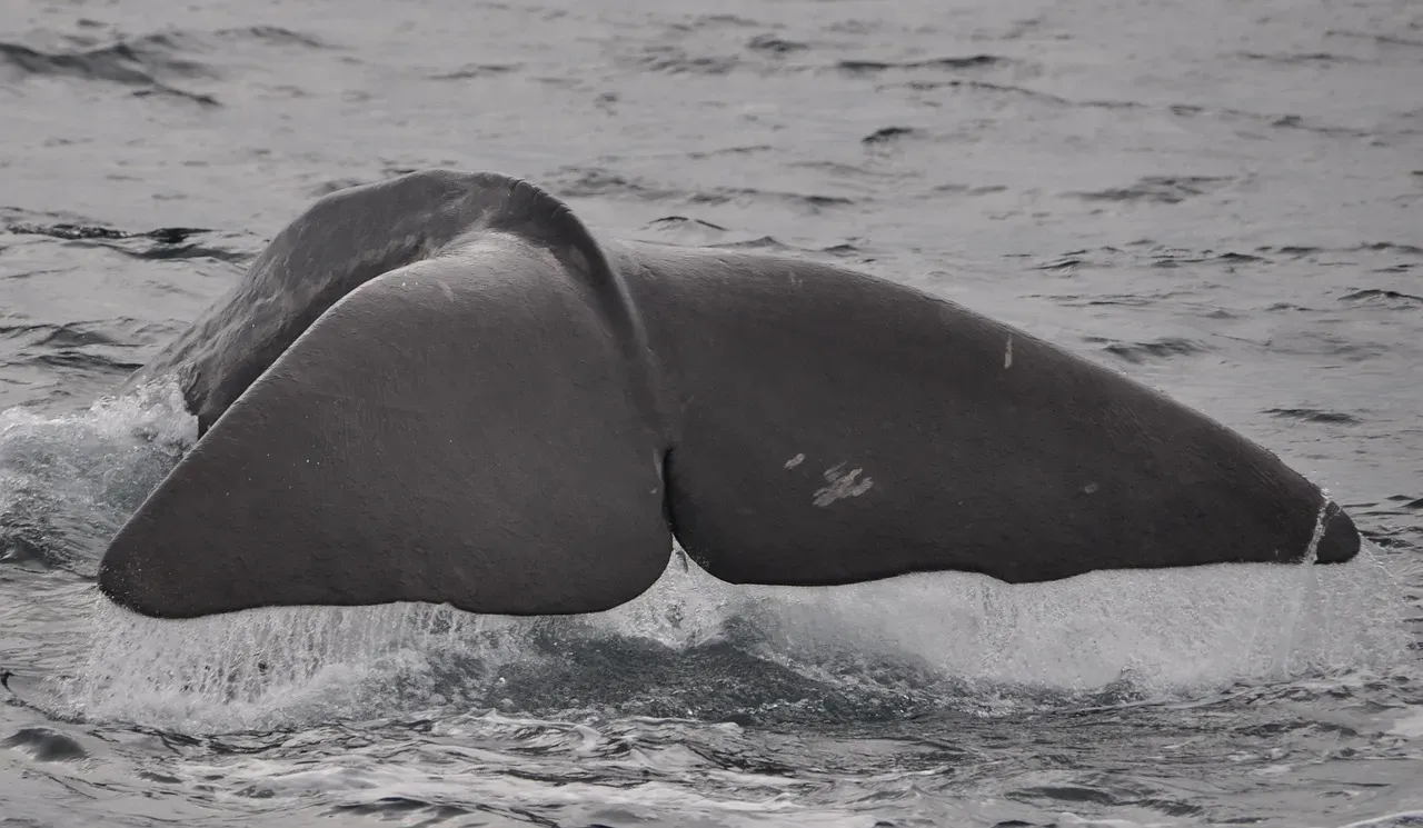 Sperm Whales Have Their Own Phonetic Alphabet (Image Credits: Pixabay)