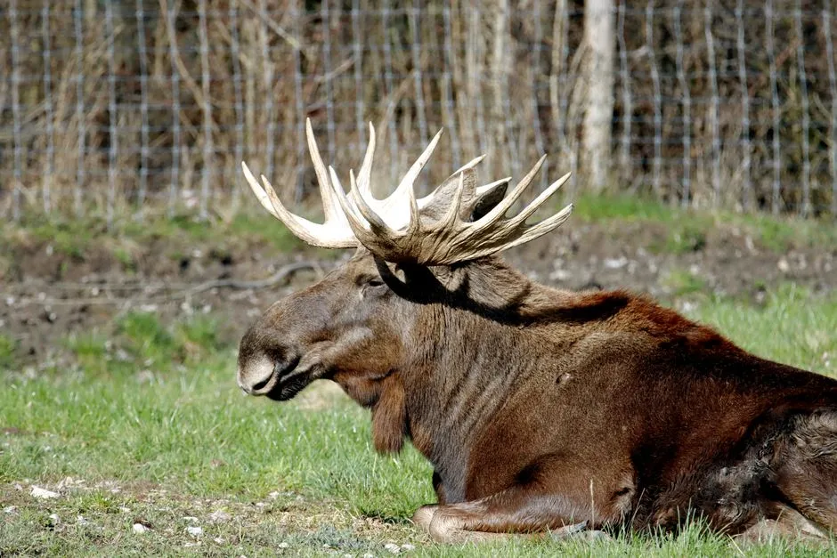 #3 Minnesota: Moose on the Edge of Their Southern Range (Image Credits: Pexels)