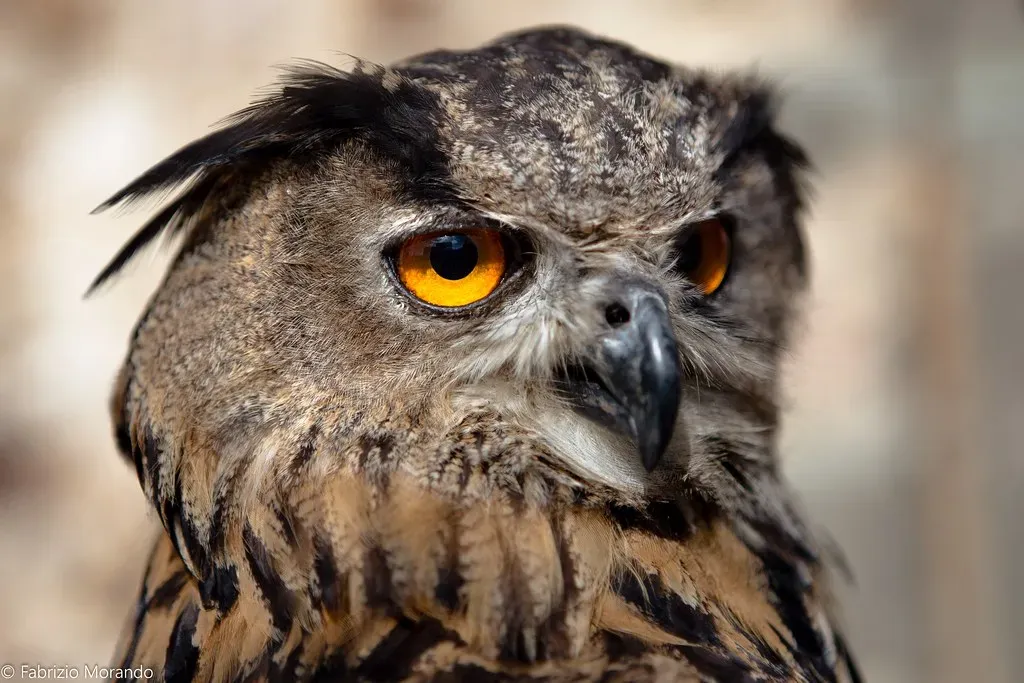 How Nocturnal Birds See, Hear, and Survive the Dark (Image Credits: Flickr)