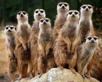 Meerkats: The Village Raises the Child (Image Credits: Flickr)