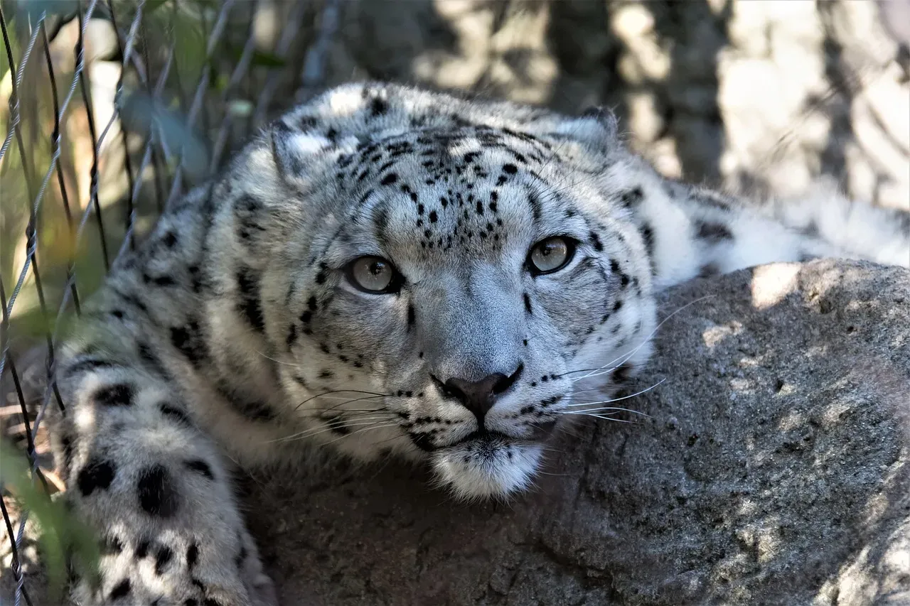 8. The Leopard: The Big Cat That Disappears Into Shadow (Image Credits: Pixabay)