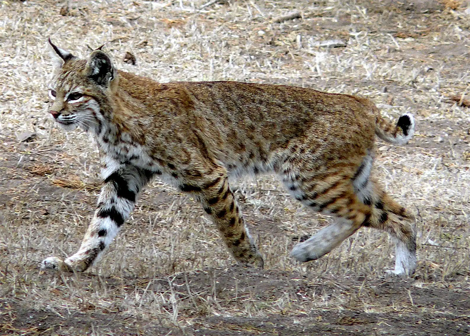 Their Camouflage and Body Language Make Them Vanish in Plain Sight (modified from https://www.flickr.com/photos/docentjoyce/3995884459/; license https://creativecommons.org/licenses/by/2.0/deed.en, CC BY 2.0)