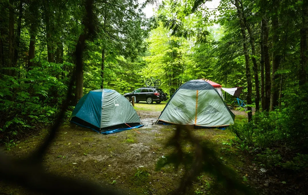 Use Deterrents to Scare the Bear Away (Image Credits: Unsplash)