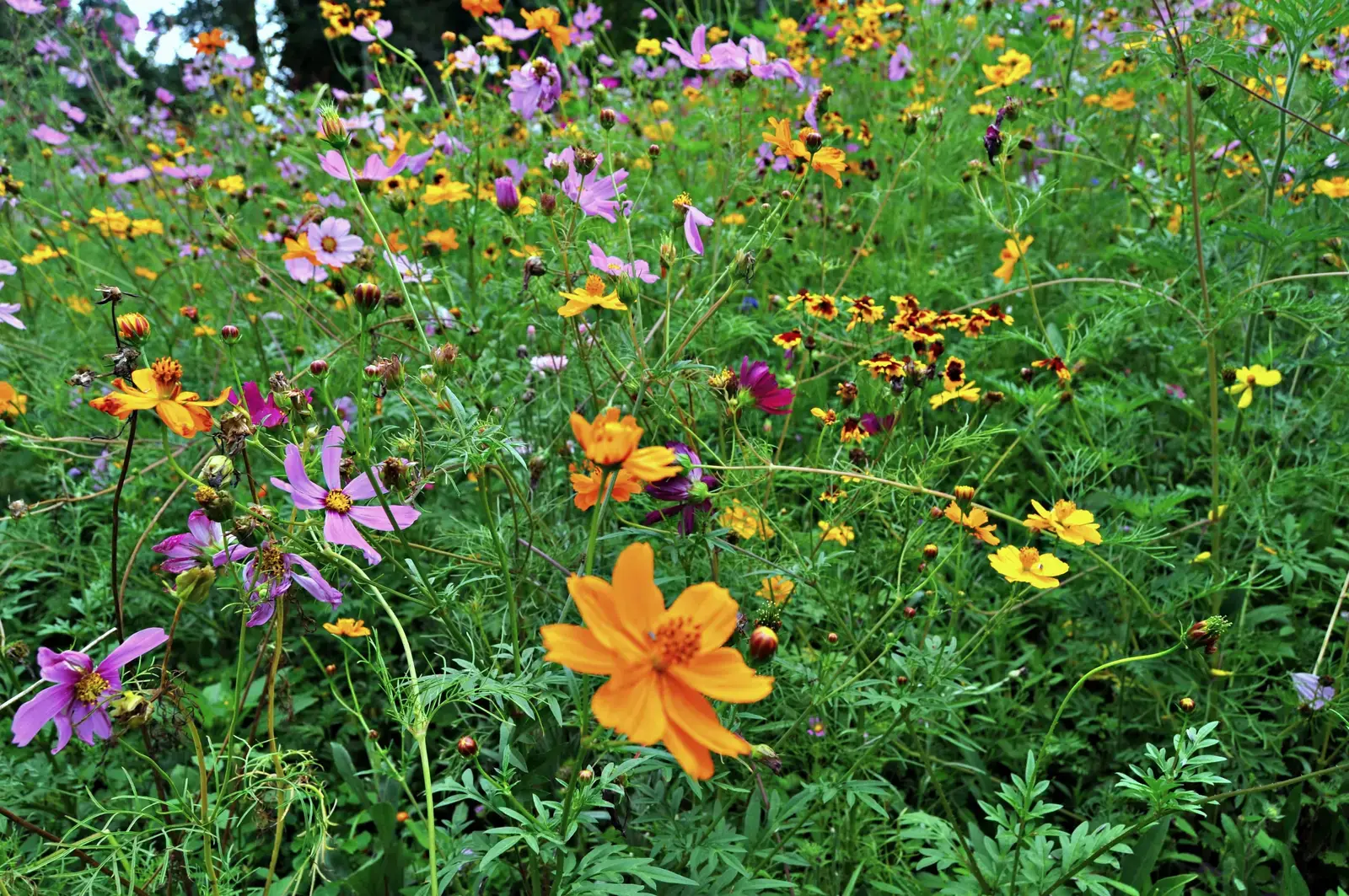 The Appalachian Mountains: Ancient Forests, Ancient Blooms (Image Credits: Wikimedia)
