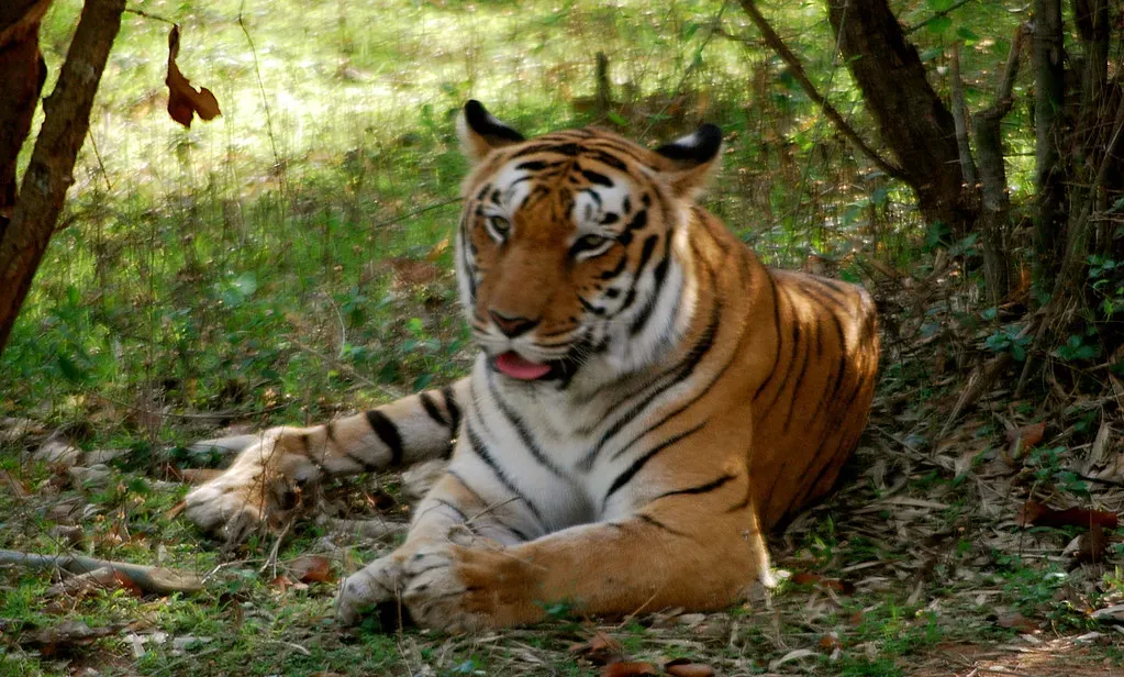 Wild Tigers: Clawing Back from the Brink (Image Credits: Flickr)