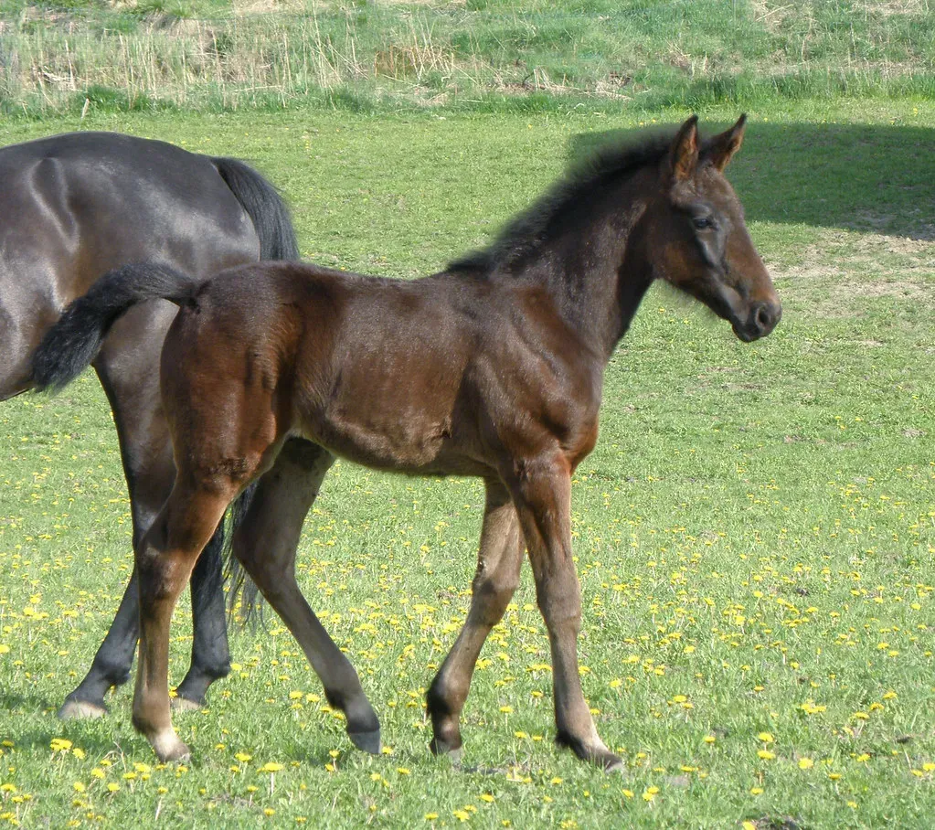 #5 - Standardbreds (smerikal, Flickr, CC BY-SA 2.0)