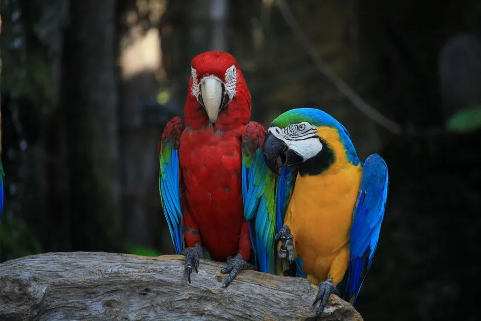 #10 Macaws (Image Credits: Pexels)