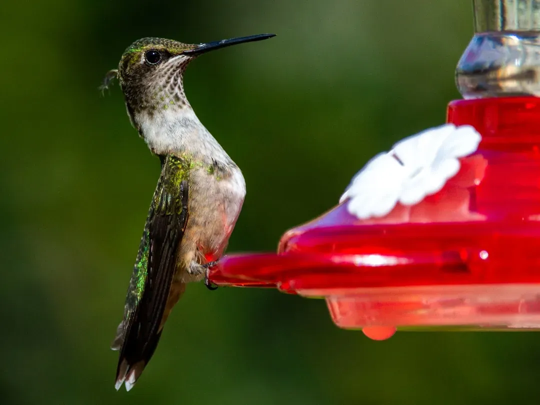 Your Feeder Is a Biohazard Waiting to Happen (Image Credits: Unsplash)