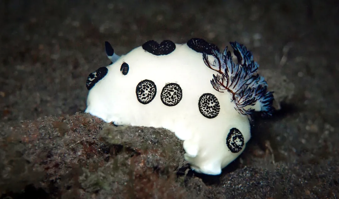 The Mystery Mollusc: Bathydevius caudactylus (Image Credits: Unsplash)