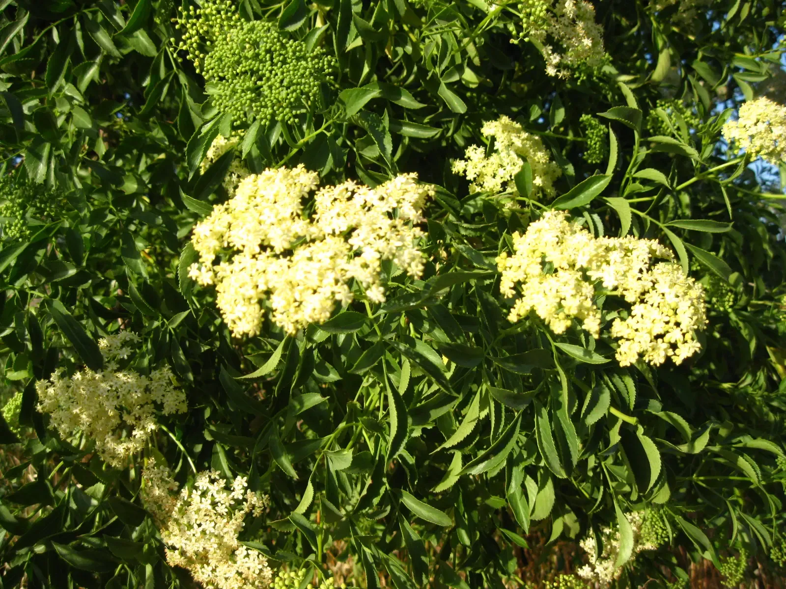 Elderberry (Sambucus canadensis) (Elderberry flowers, CC BY-SA 2.0)