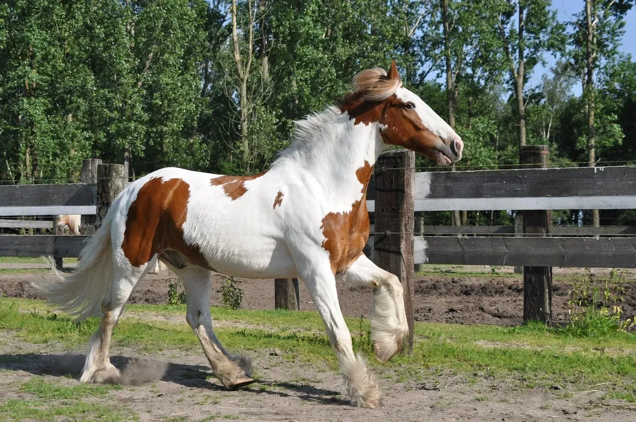 #14 – Delaying the First Farrier Visit (Image Credits: Pixabay)