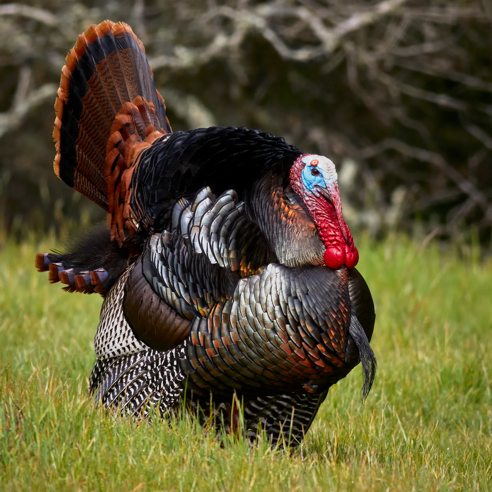 5. Wild Turkeys &ndash; The Bird That Practically Vanished From the Menu (By Frank Schulenburg, CC BY-SA 4.0)