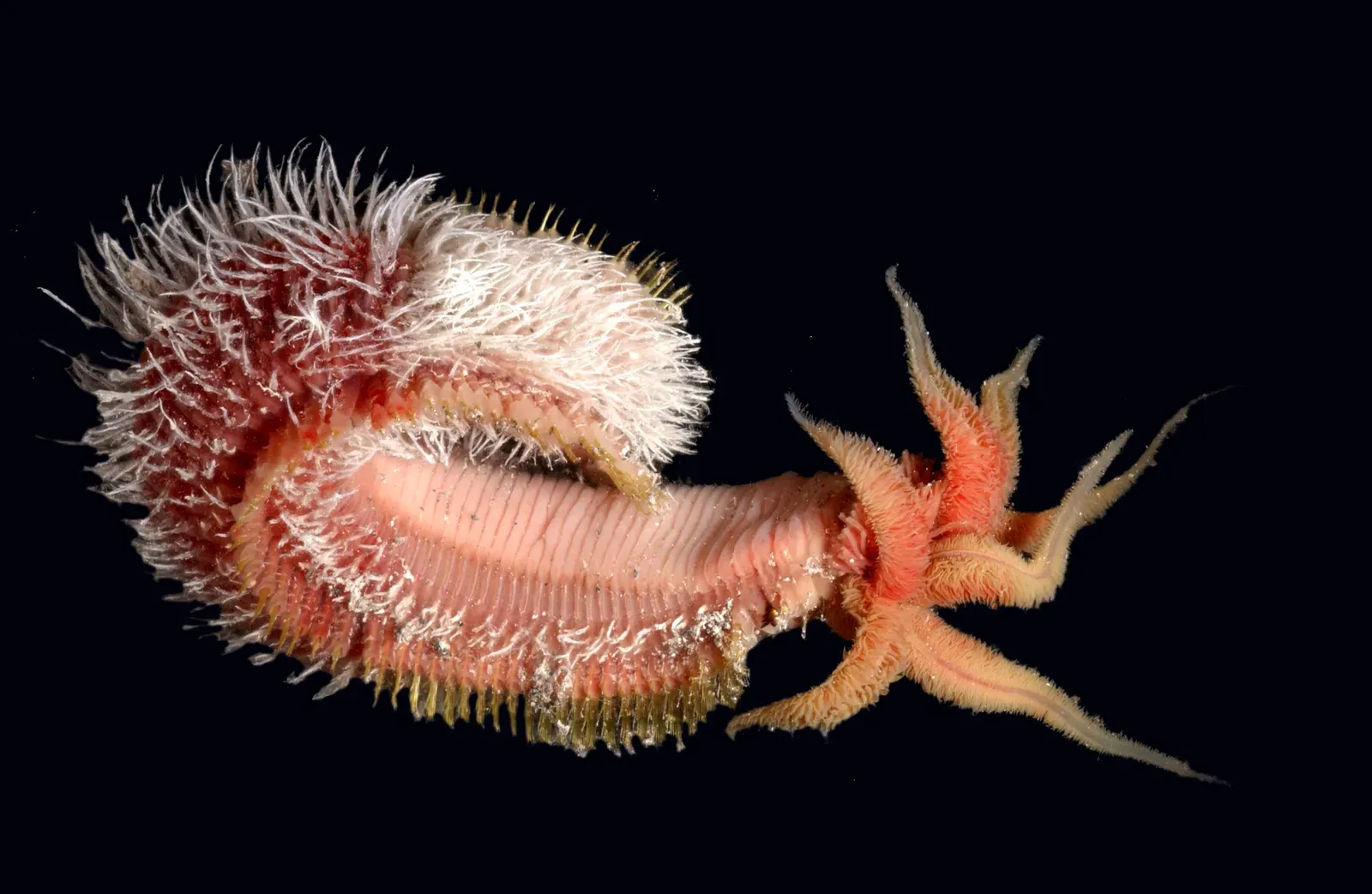 Pompeii Worm: The Heat-Loving Extremist (Image Credits: Wikimedia)