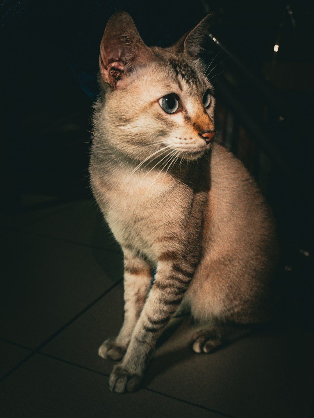 #8: Chausie (Image Credits: Unsplash)