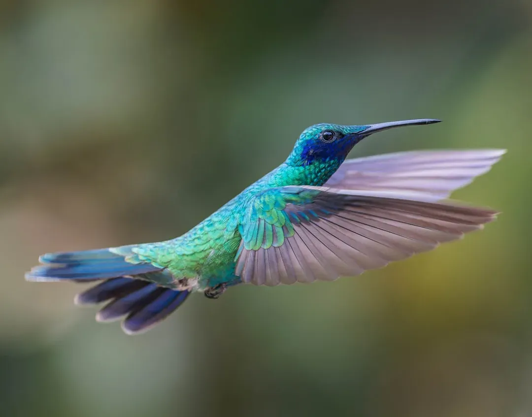 5. The Dive Chirp: Sound Used as a Weapon (Image Credits: Unsplash)