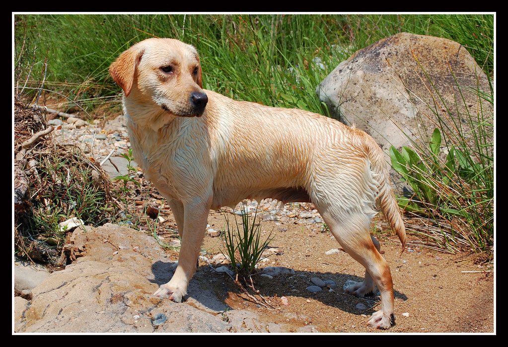 Labrador Retrievers: The Heartwarming Helpers (Image Credits: Flickr)