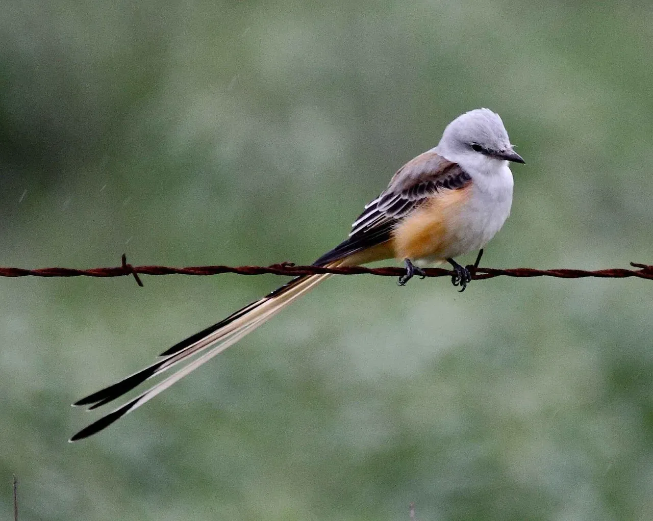 Scissor-tailed Flycatcher: Oklahoma's Tail Acrobat (Image Credits: Pixabay)