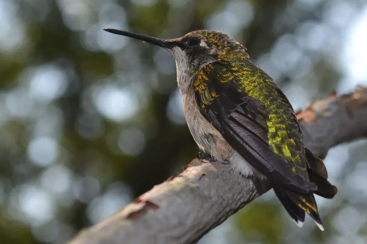 #10: Some Species Migrate Over 3,700 Miles (Image Credits: Pixabay)