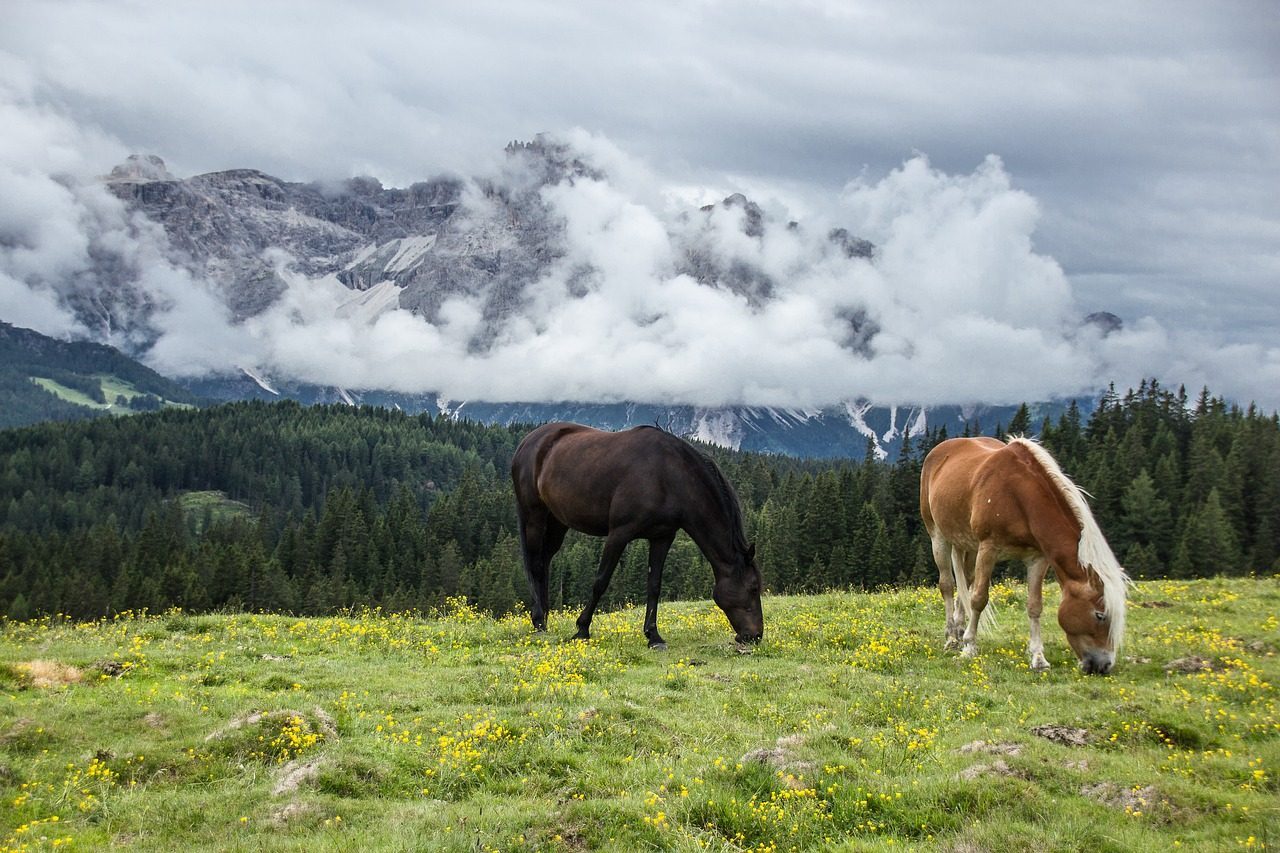 Montana: The Pryor Mountain Legacy (Image Credits: Pixabay)
