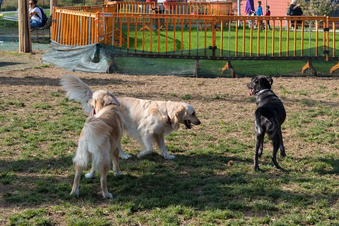 #6 - Treating the Dog Park Like Free Babysitting (Image Credits: Unsplash)