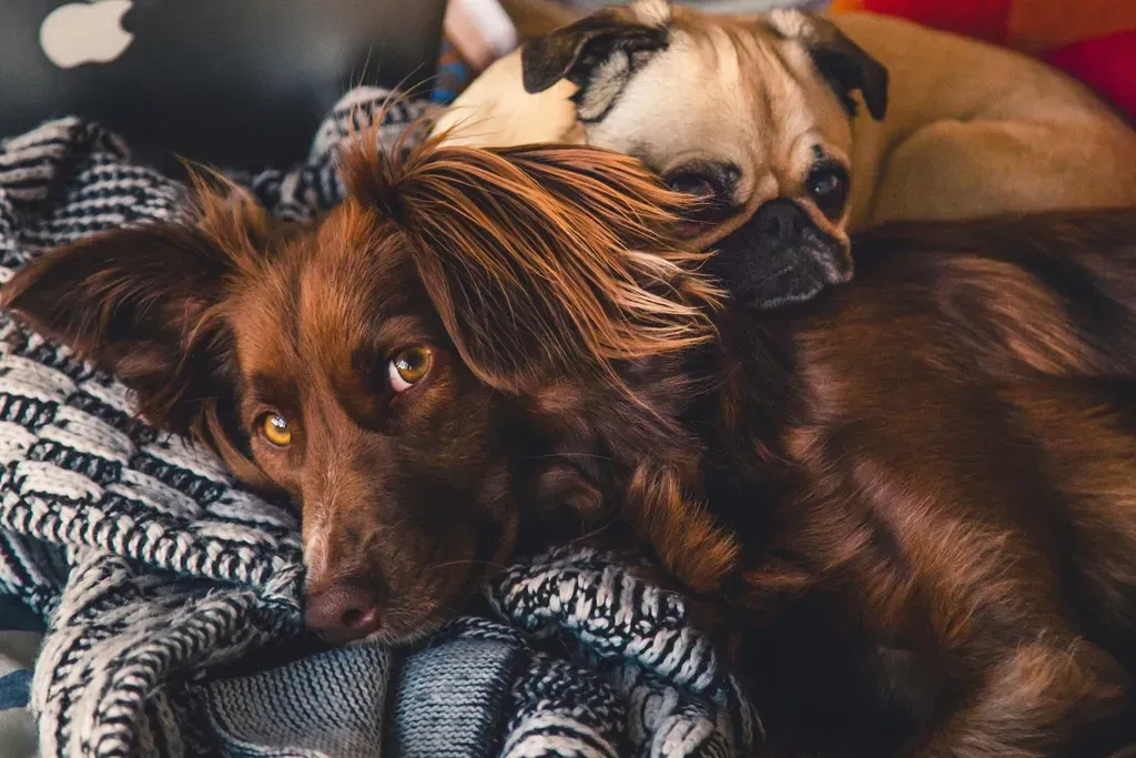 They Seek Physical Contact With You (Image Credits: Rawpixel)